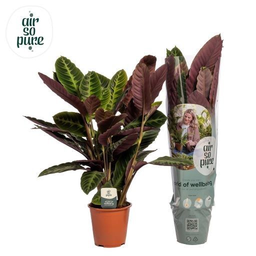 Calathea Warscewiczii Air so Pure, D 19