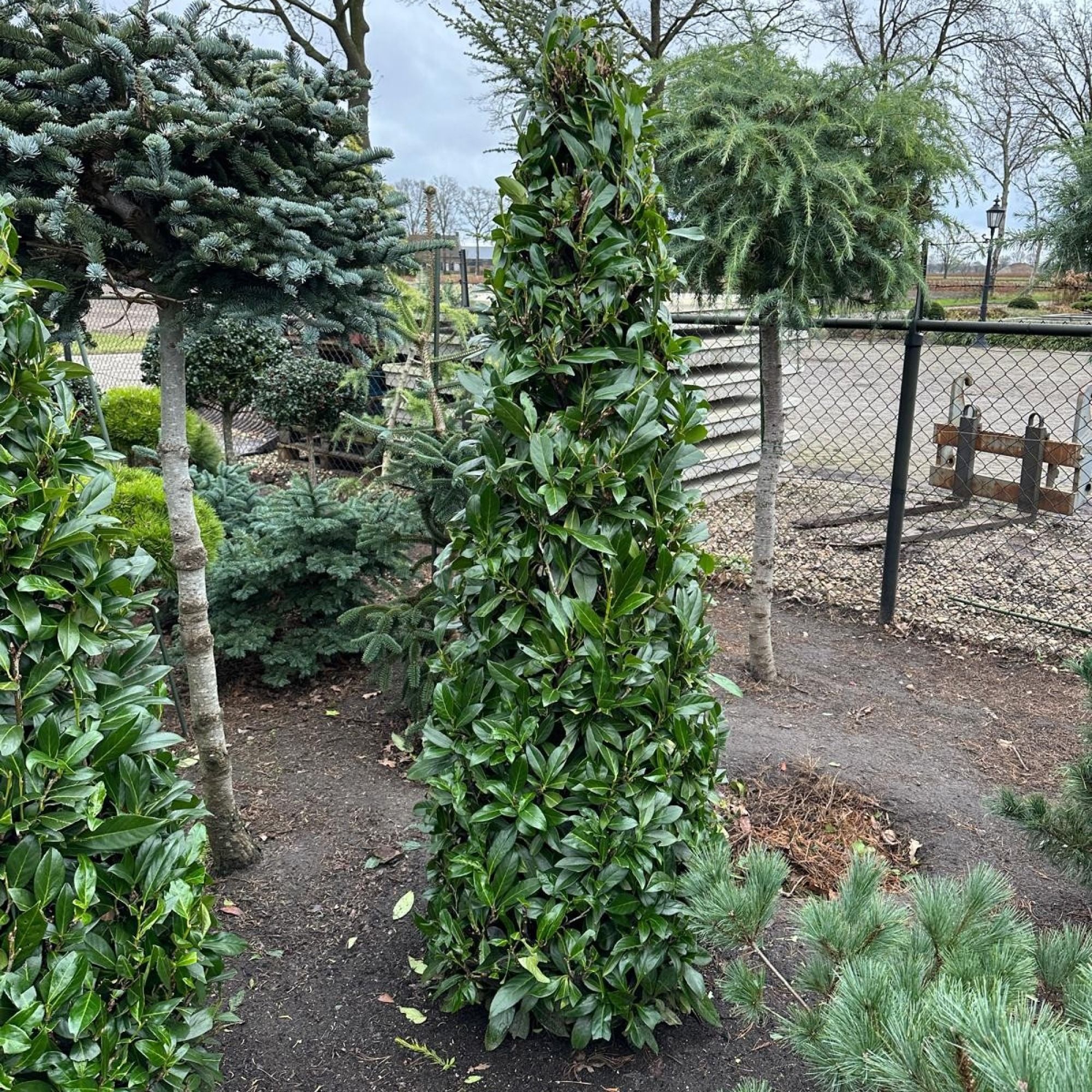 Prunus laur. 'Caucasica' --kegel, D 60