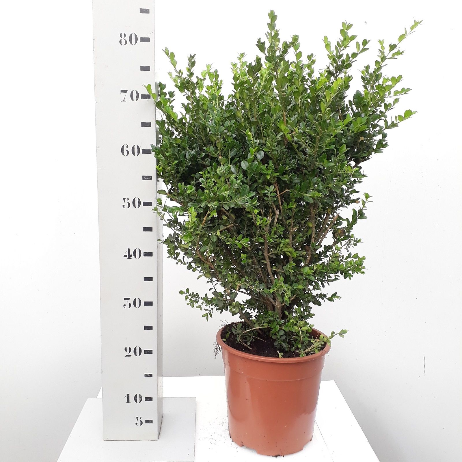Buxus microphylla 'Faulkner' 50-6cm struik extra, D 24
