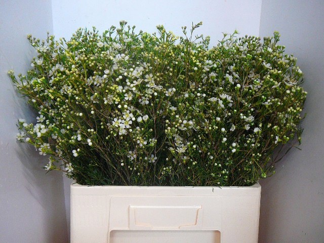 Шамелациум Юпитер Мун 60, шт.