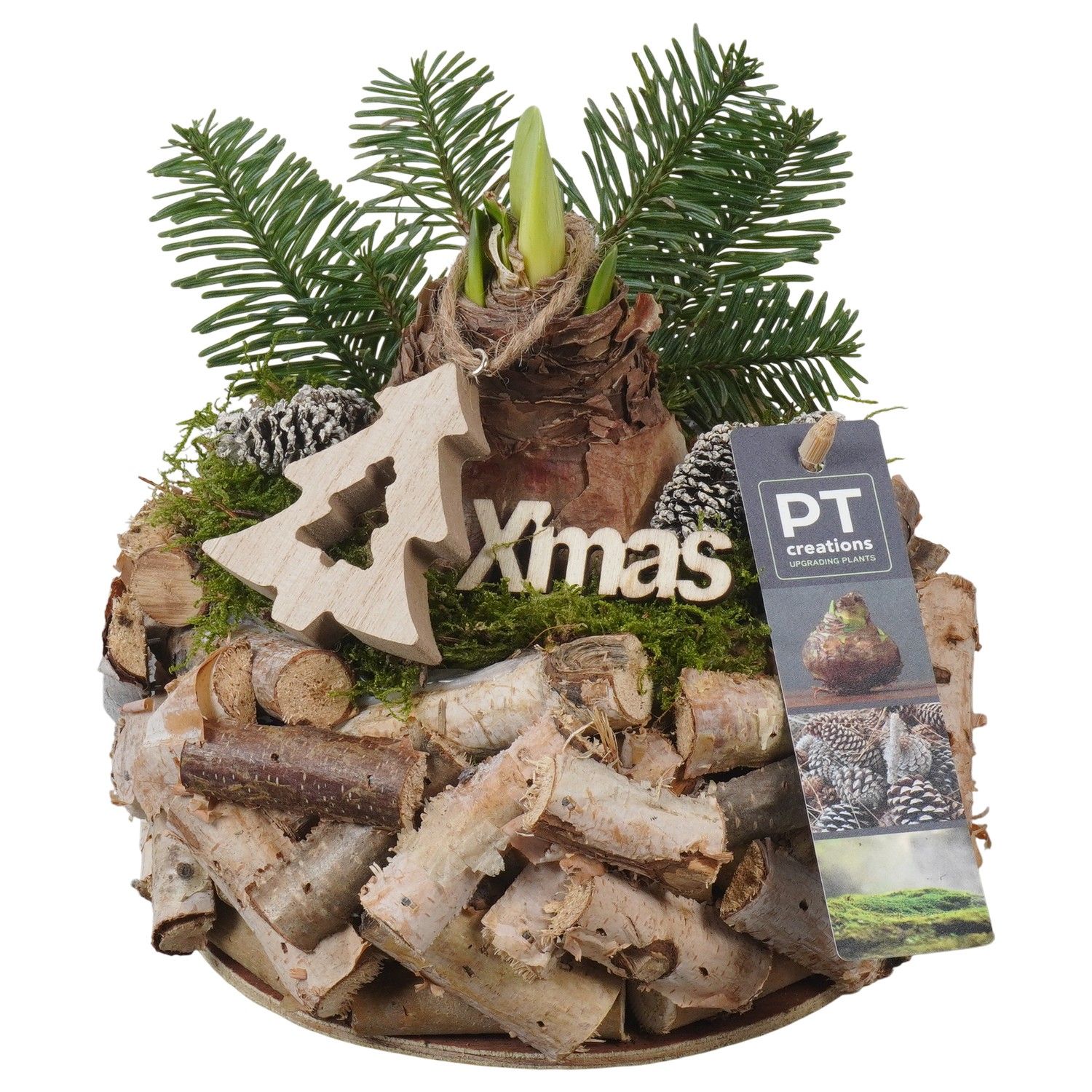 PTACH5884 Arrangement Amaryllis Christmas in houten bak, D 20 cm
