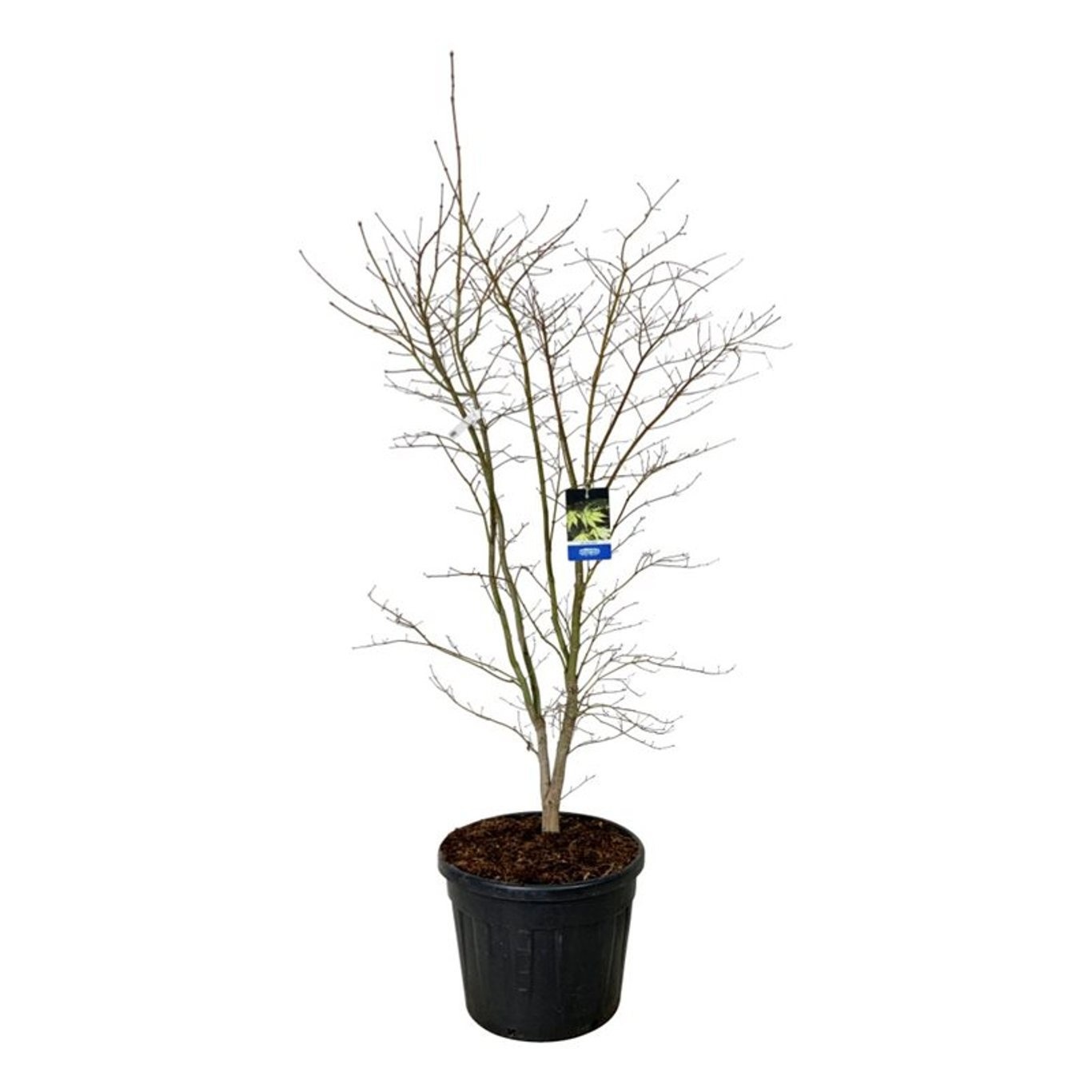 Acer Arctic Jade ®, D 60