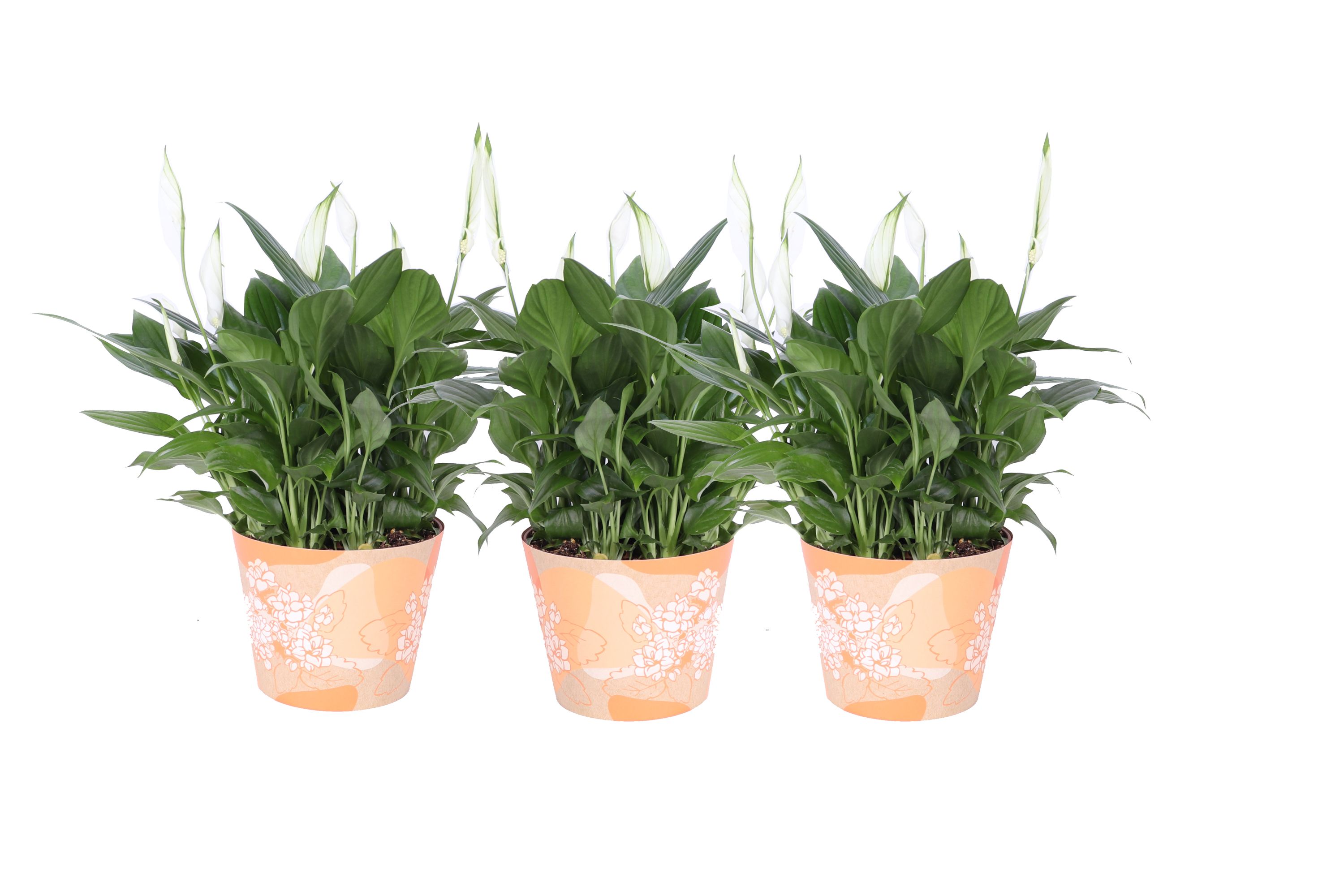KP-849.6 OR - Spathiphyllum in waterdichte oranje smartcup, D 15 cm KP-849.6 OR - Spathiphyllum in waterdichte oranje smartcup, D 15 cm