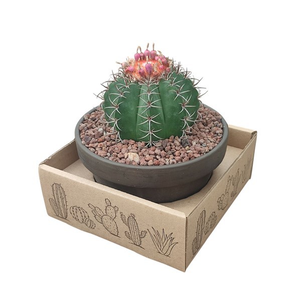 MELOCACTUS MATANZANUS - TERRACOTTA BOWL Ø 15 IN CARDBOARD BOX 15X15 CM (CACTUS), D 15