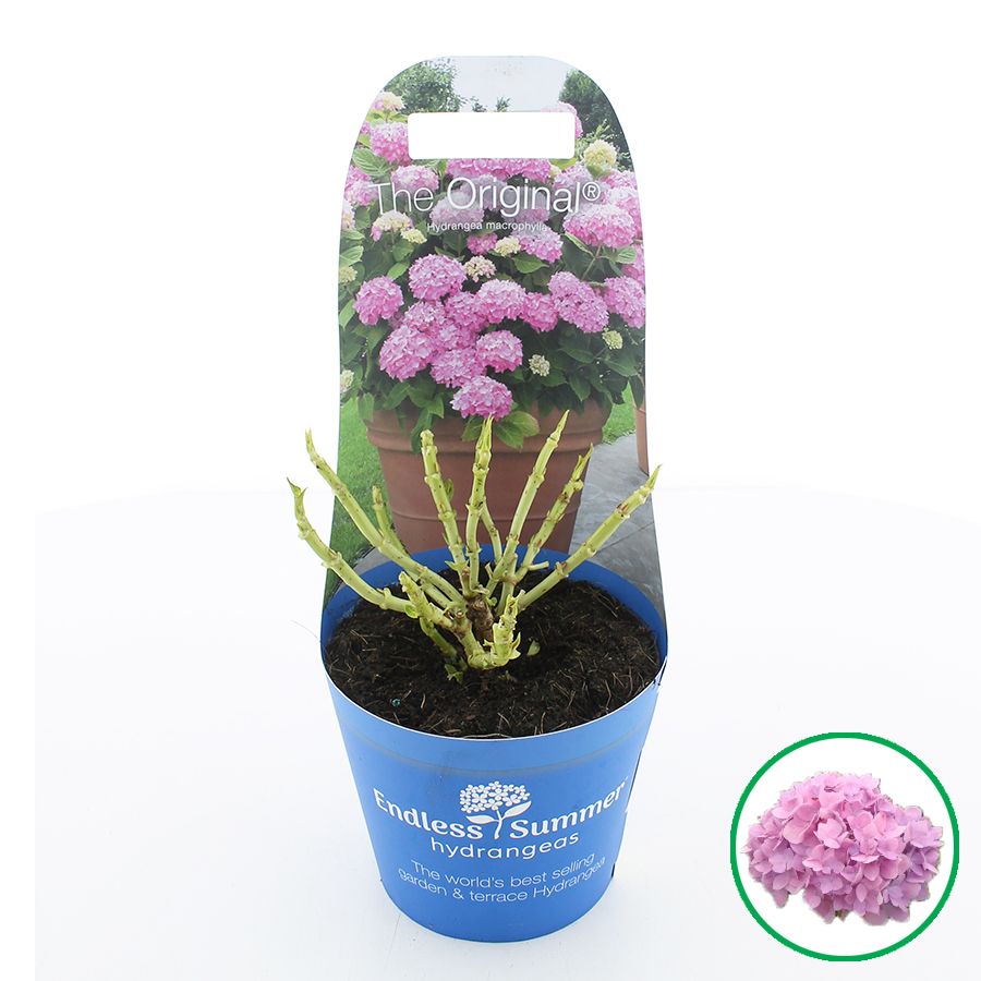 Hydrangea macr. Endless Summer® 'The Original' Roze C2 (17cm.) Potcover, D 17