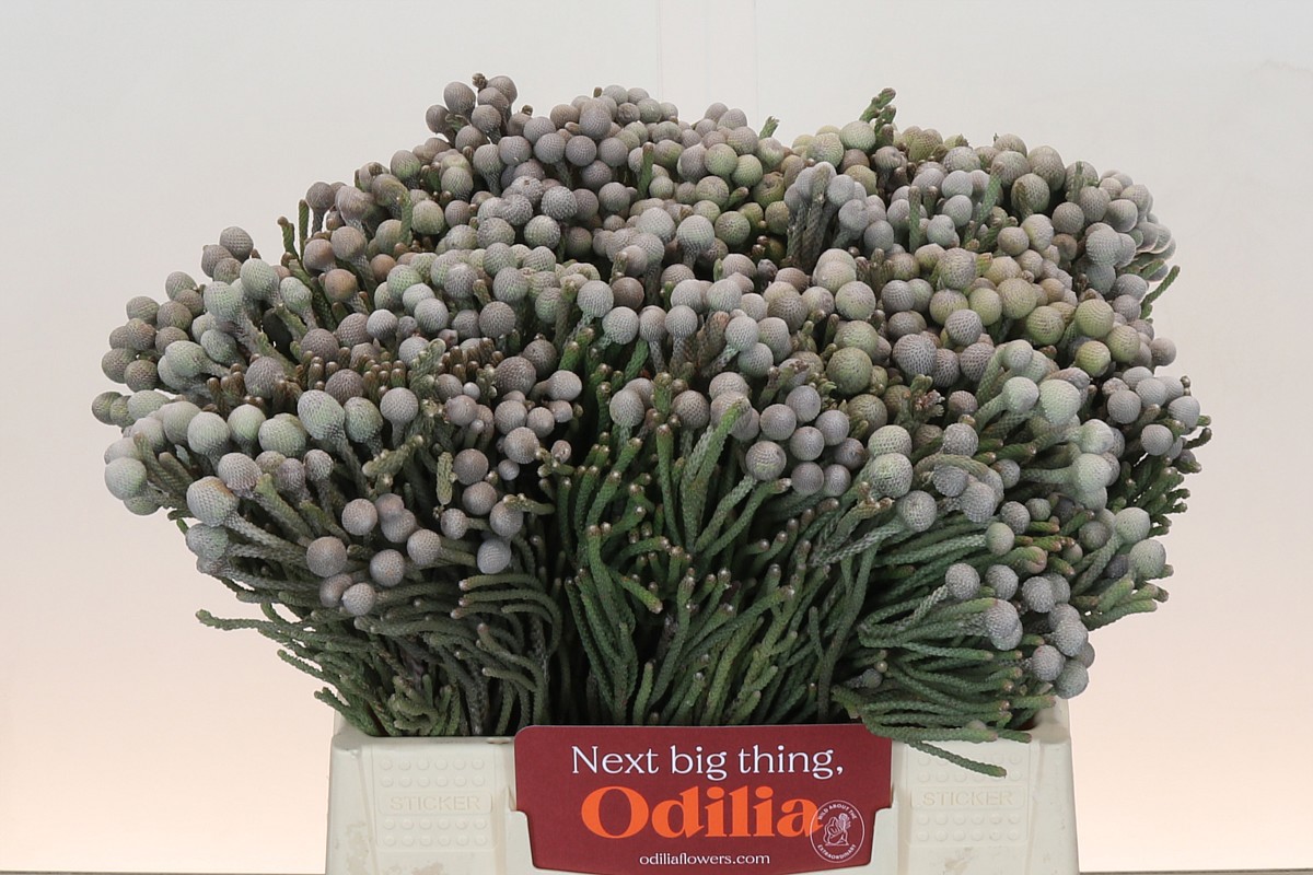 Бруния Лаевис 40, шт.