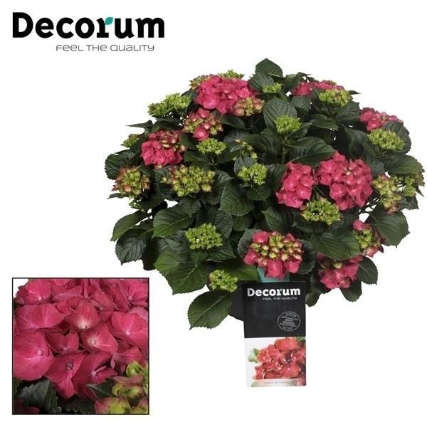 Hydrangea Red in sierpot 20+ kop (Decorum), D 30