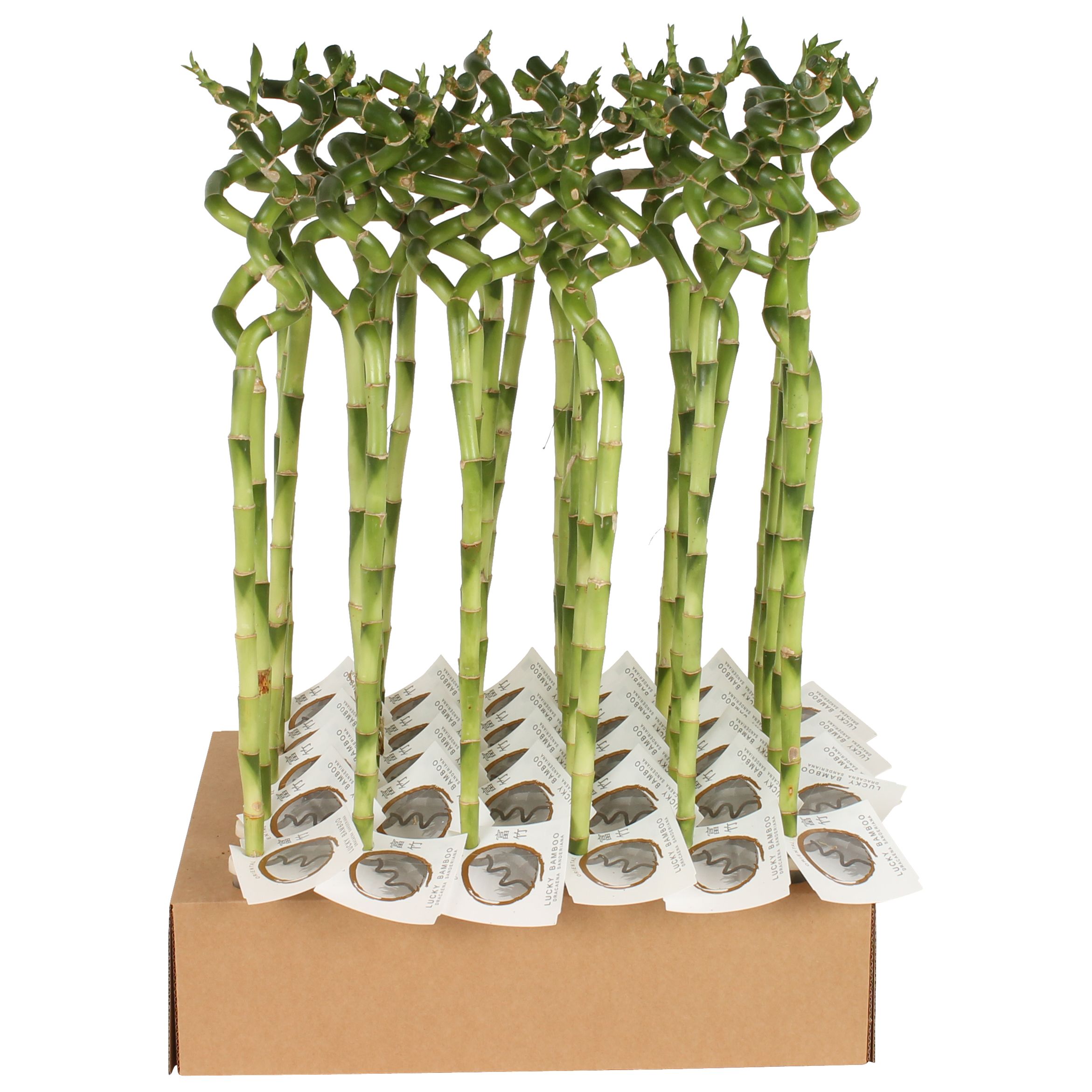Lucky Bamboo Stem Spiral 60cm in Tube & Karton Tray, D 5
