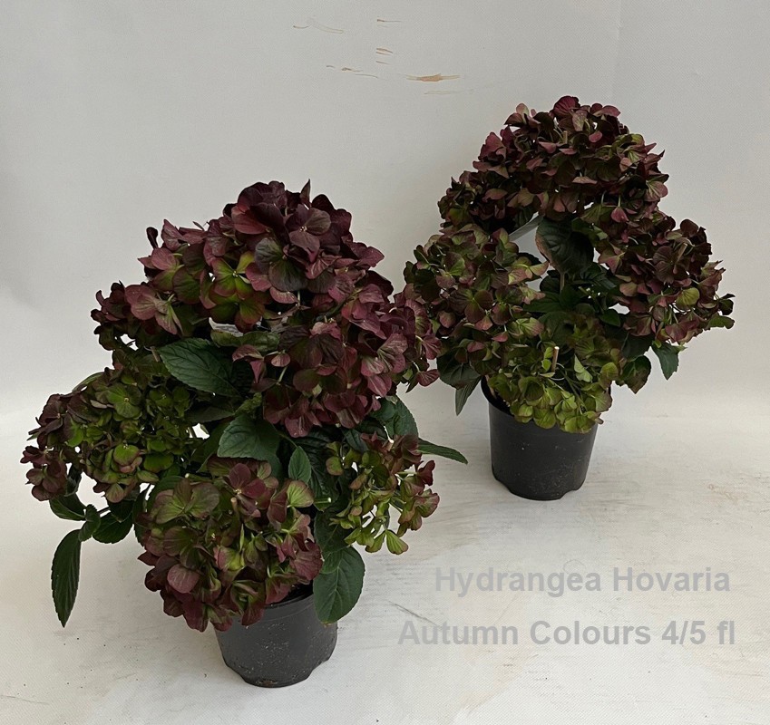 Hydrangea Hovaria Autumn Colours 4-5, D 14 cm