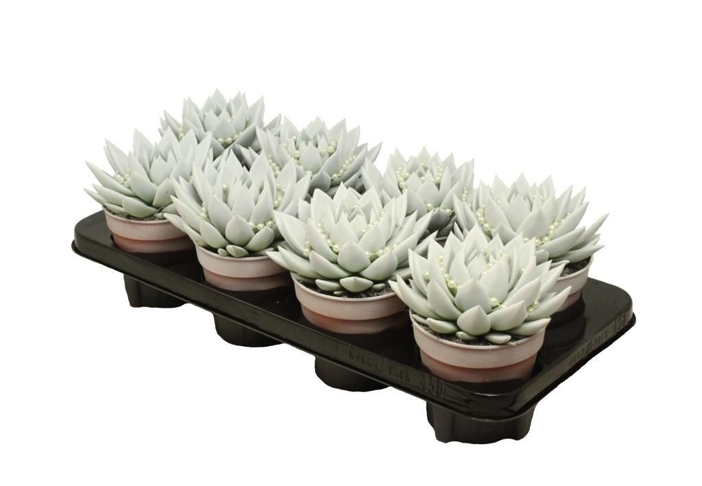 Miranda coloured white + chain, D 12 cm