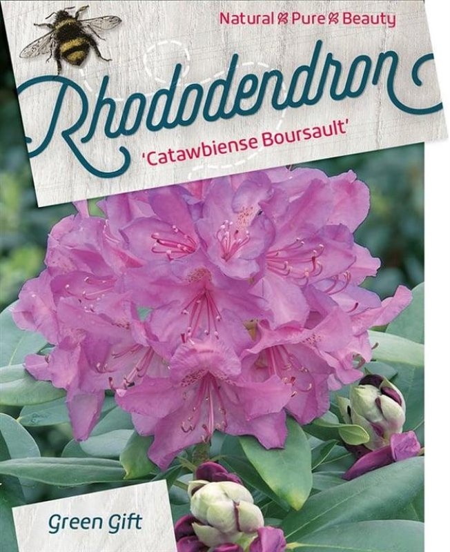 Rhododendron 'Catawb. Boursault', D 45