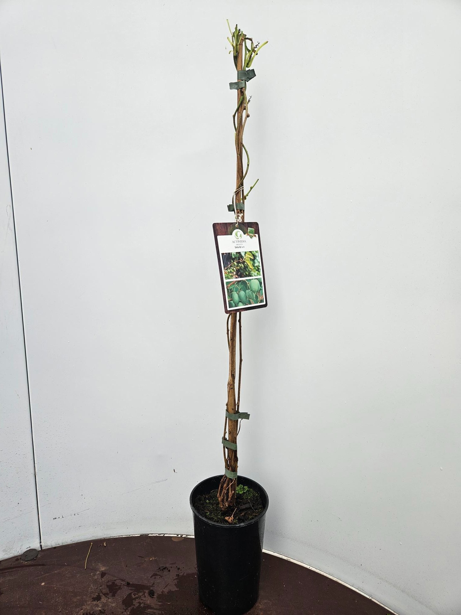 Actinidia arguta Issai, D 13