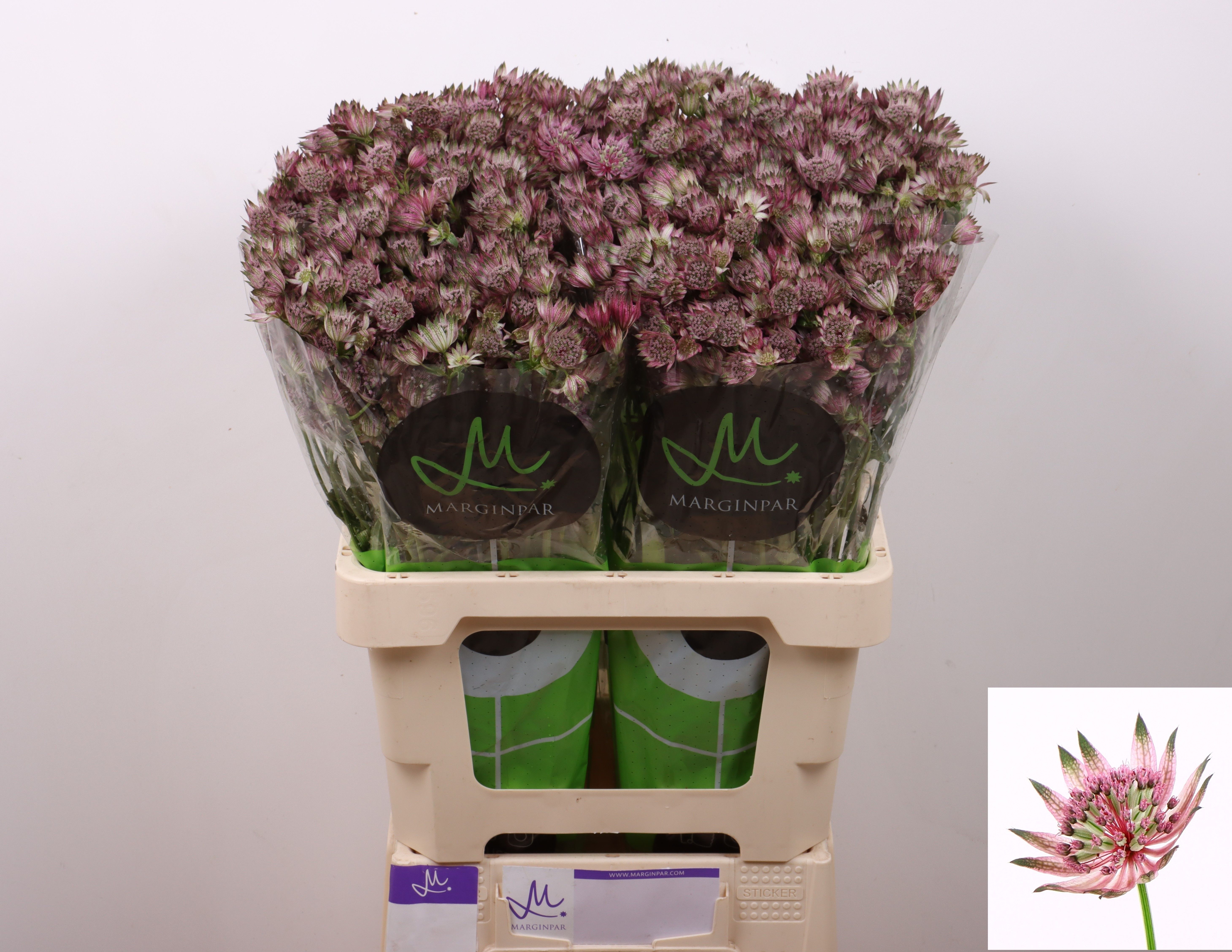 Астранция Стар Оф Африка 60, шт.