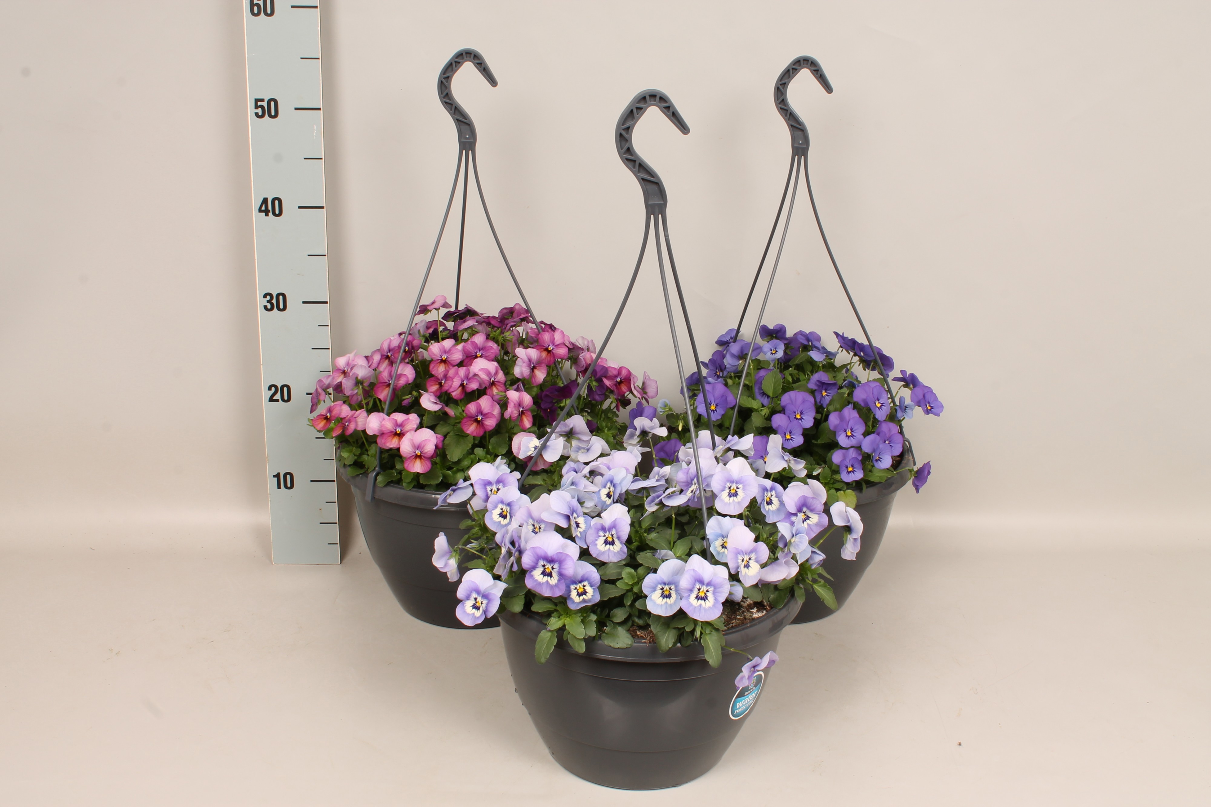 Viola Cornuta hangpot 27 cm met waterres. diverse kleuren, D 27