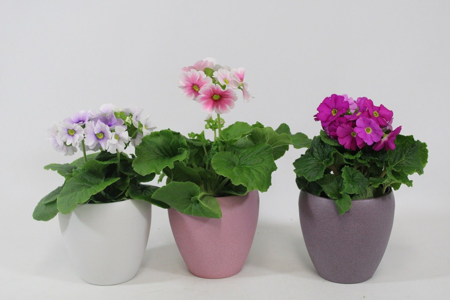 Primula obconica in structuur pot, D 12