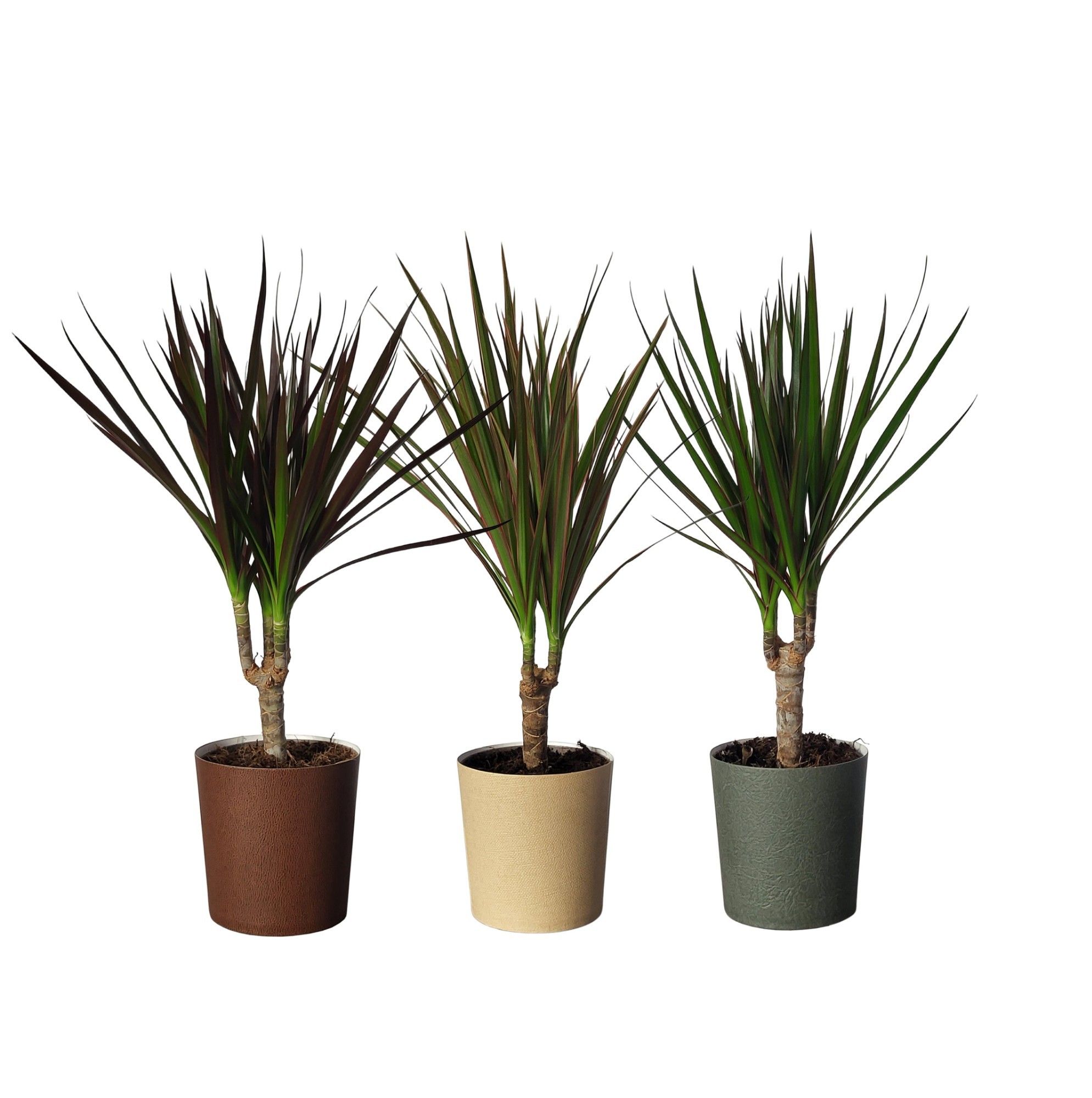 Dracaema marginata gemengd (3 soorten) in paper Cup ´Down to Ear, D 10,5