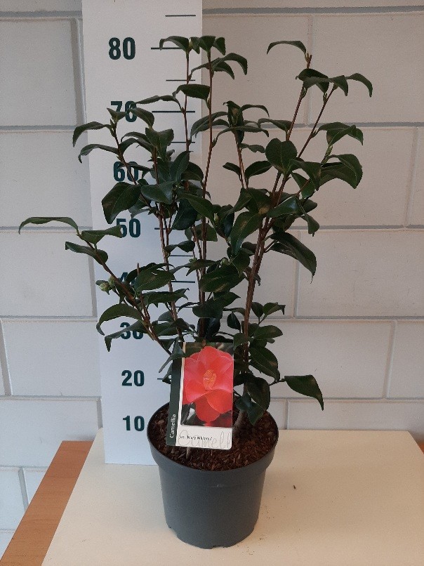 Camellia ret. Mary Williams, D 23