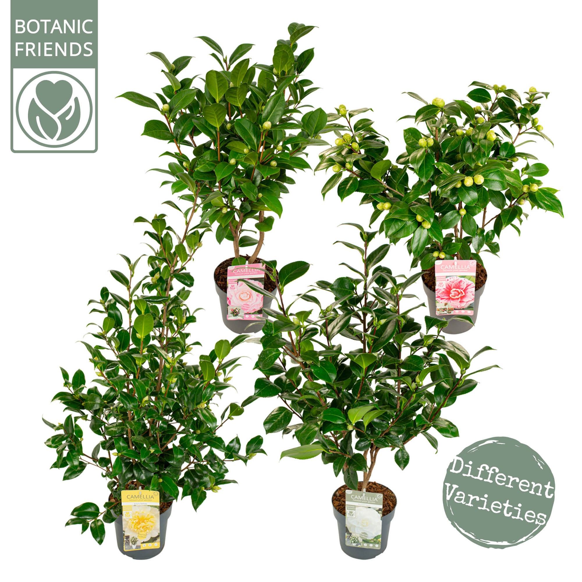 Camellia jap. Diverse mix Premium, D 19