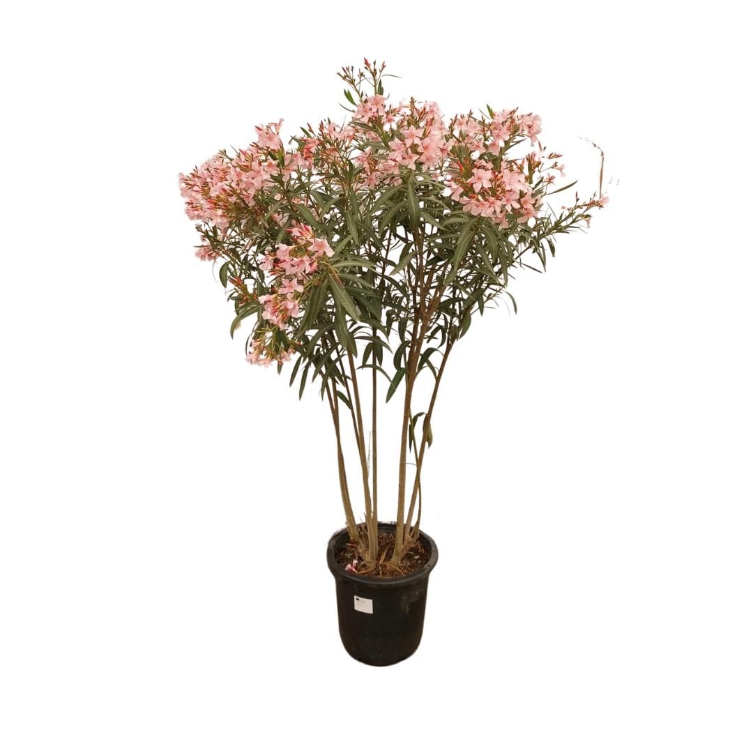 Nerium Oleander - 180cm, D 35