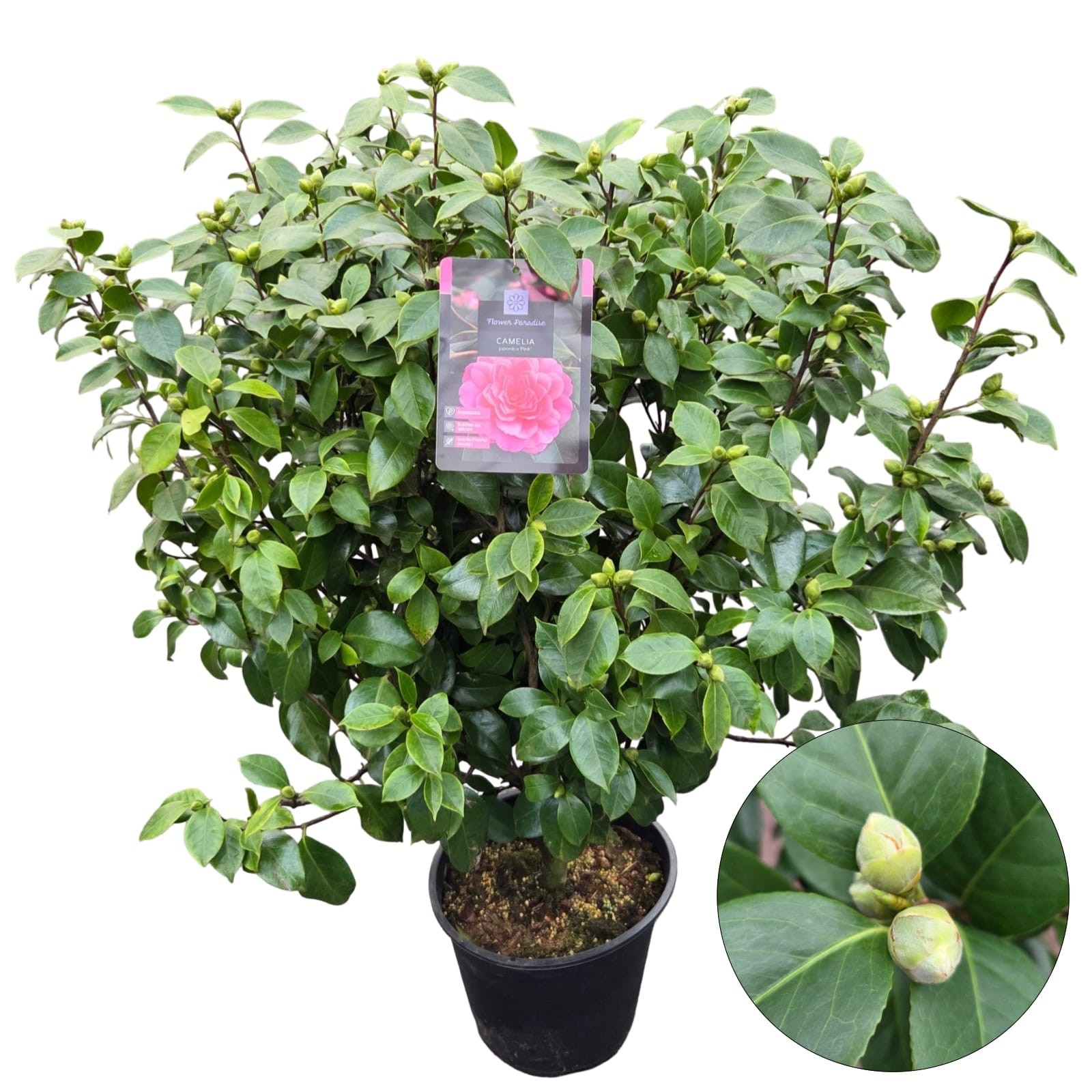 Camellia jap. 'Pink', D 29
