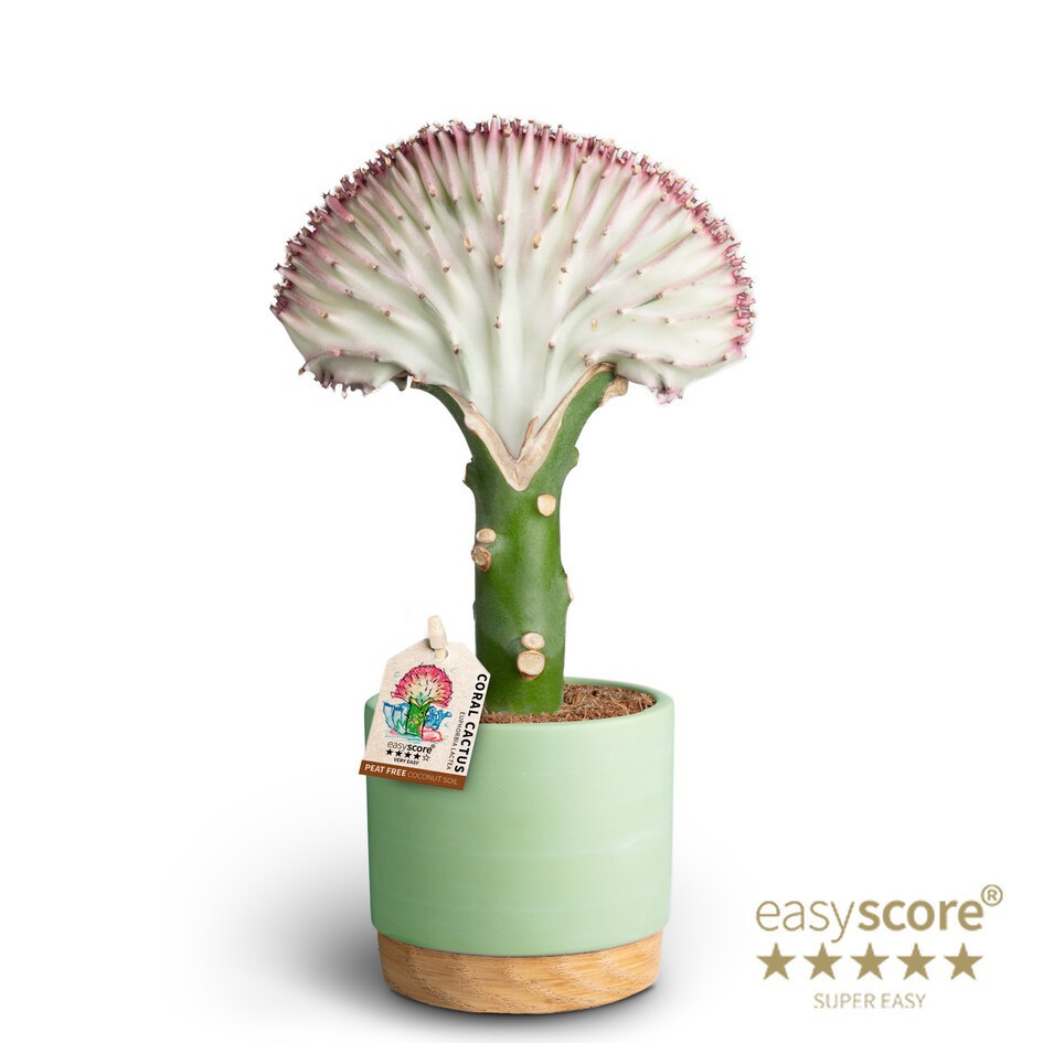 Woodbase Cool Matcha, Euphorbia lactea, D 10