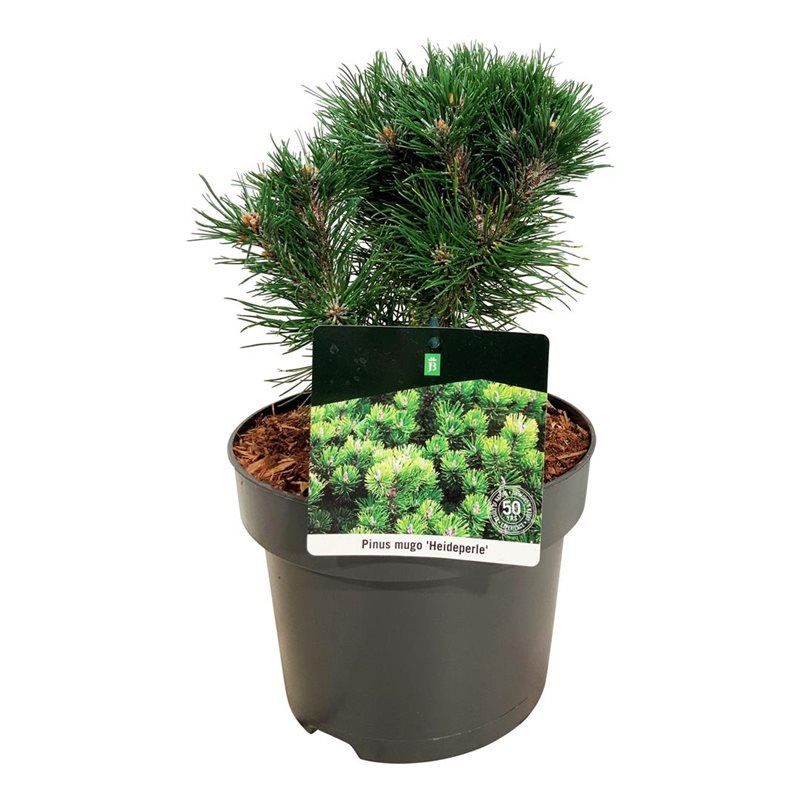 Pinus mugo 'Heideperle', D 21