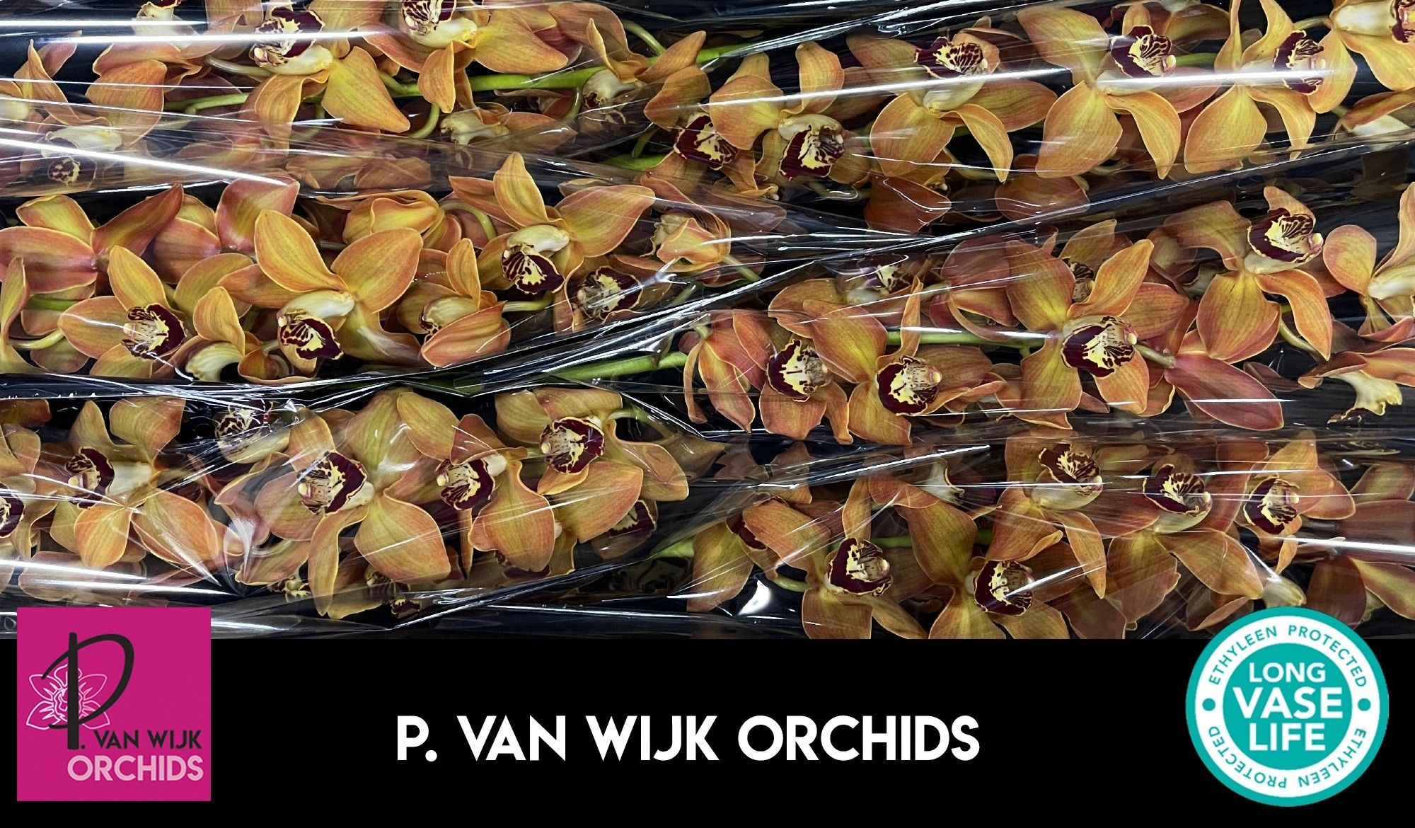 Цимбидиум Чарли Браун x6 80, шт.