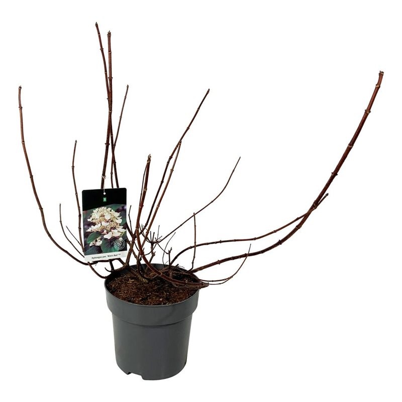 Hydrangea pan. 'Wim's Red', D 32 cm