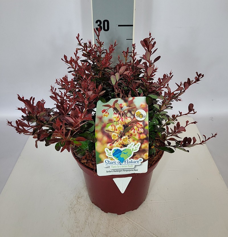 Berberis thunbergii 'Atropurpurea Nana' C2 15-20, D 17