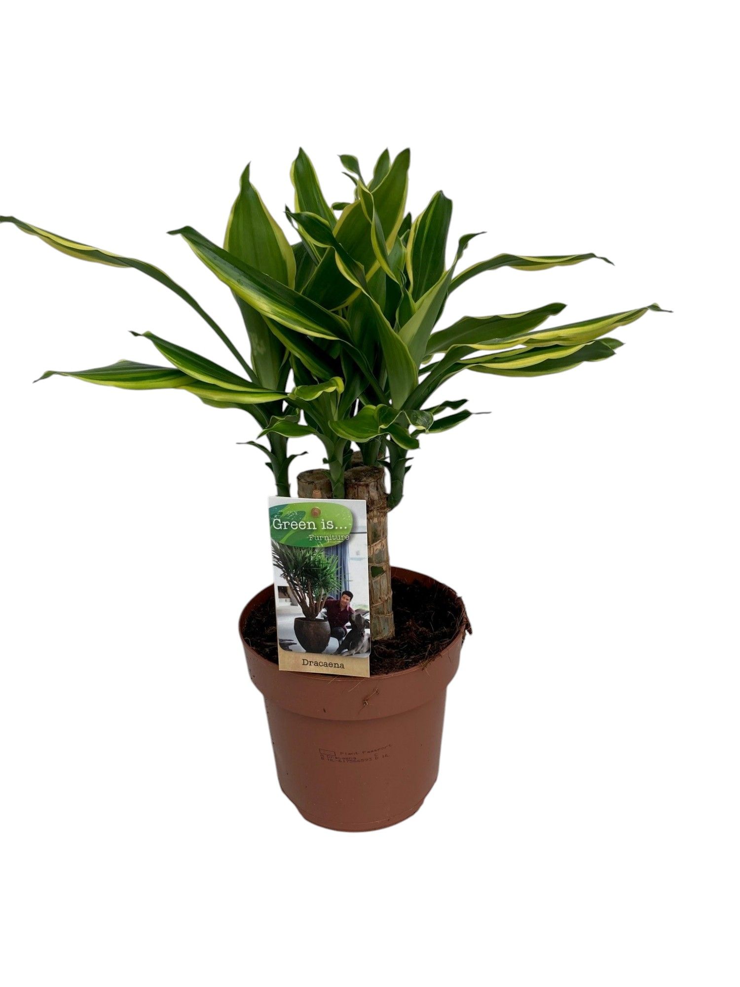 Dracaena Golden Coast carroussel, D 17