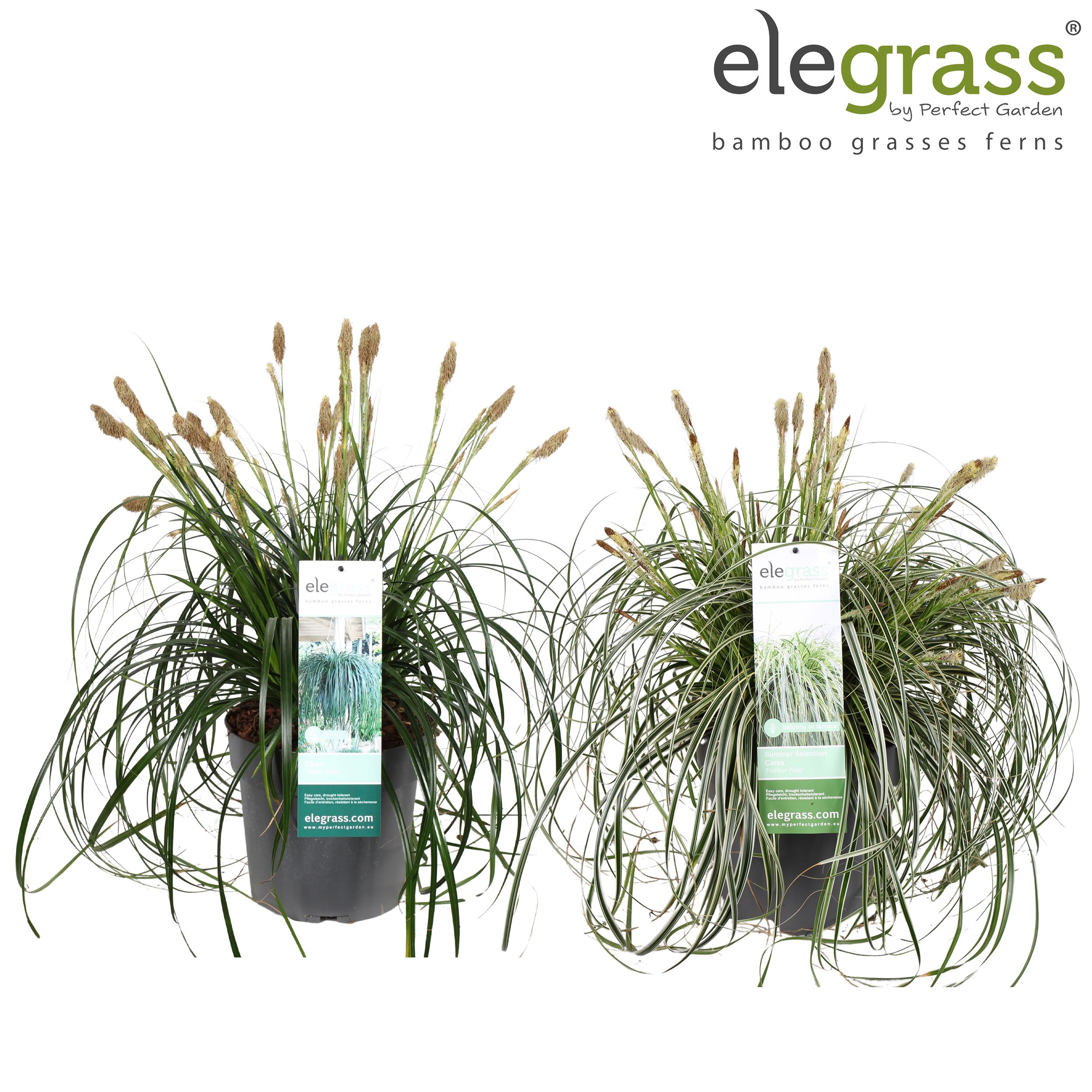 Carex mix laag P23 los, D 23