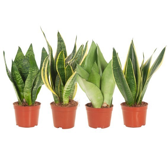 Sansevieria mix 9 cm 2pp 4 soorten, D 9