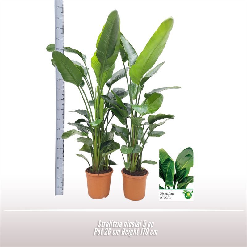 Strelitzia nicolai 5 per pot, D 26