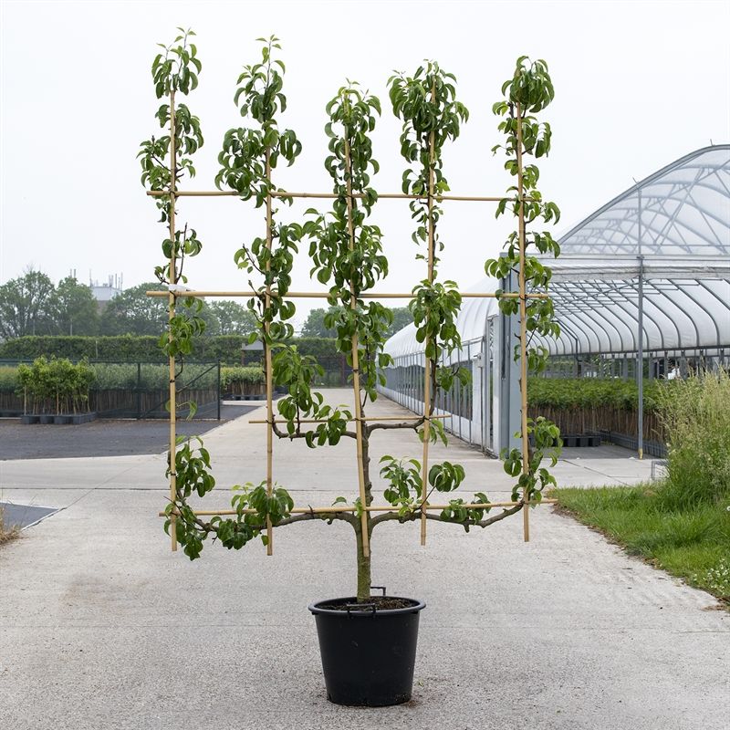 Pyrus comm. 5-arm Kandelaar Peer in kandelaar vorm, D 50