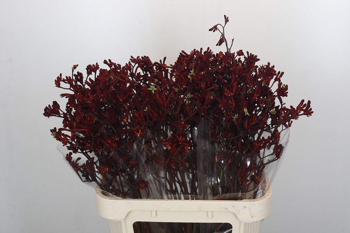 Анигозантус Баш Руби 80, шт.