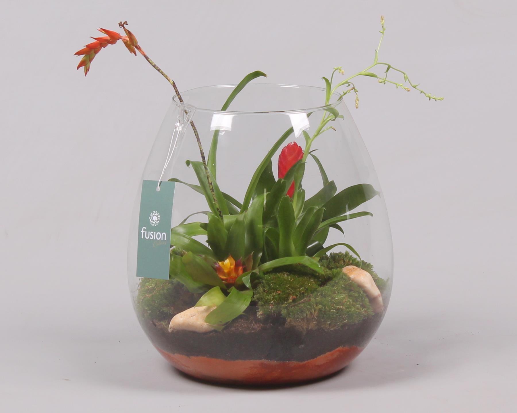 Green Bottle Abby Large met Bromelia, D 24 cm Green Bottle Abby Large met Bromelia, D 24 cm