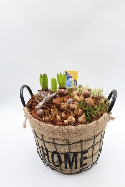 Bollen, gaasmand hoog L "Home", D 25