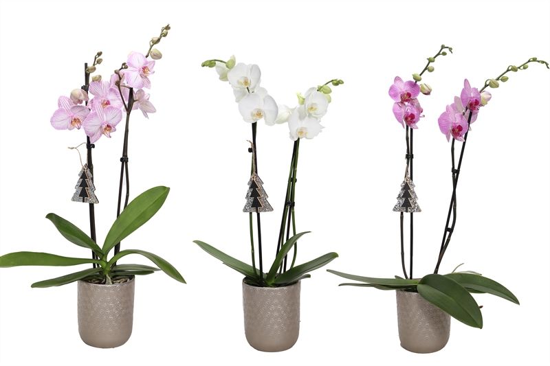 Vera p12 symmetric silver Phal mix 2T14+, D 12 cm