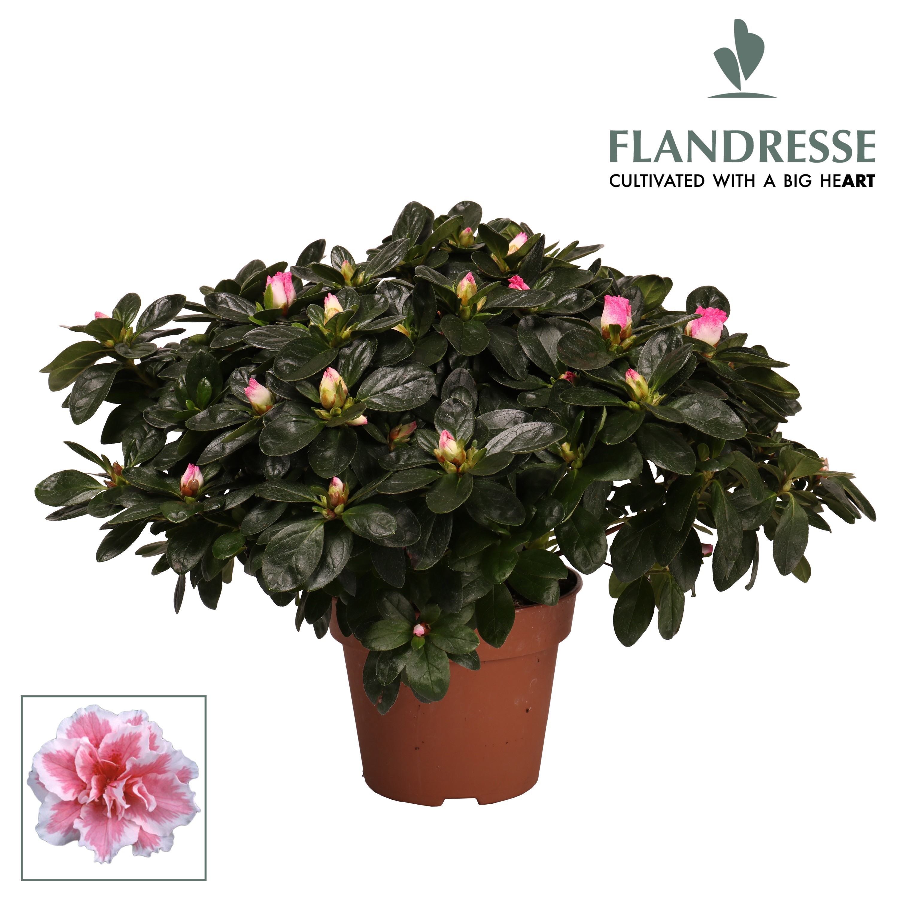 Azalea Flandresse® 'bont' 37 - 40 cm, D 16