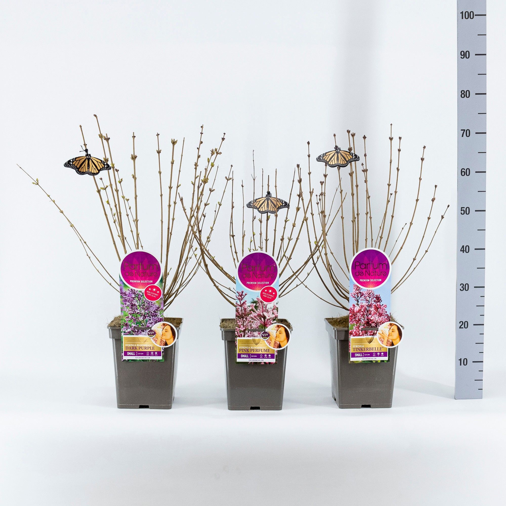 Syringa Small licentie, 'Premium Selection' mix, C5, D 23