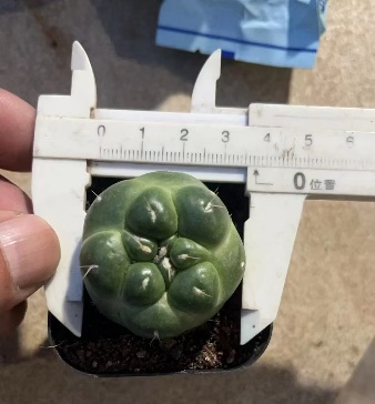 Кактус Обсидиан Джейд 6 10