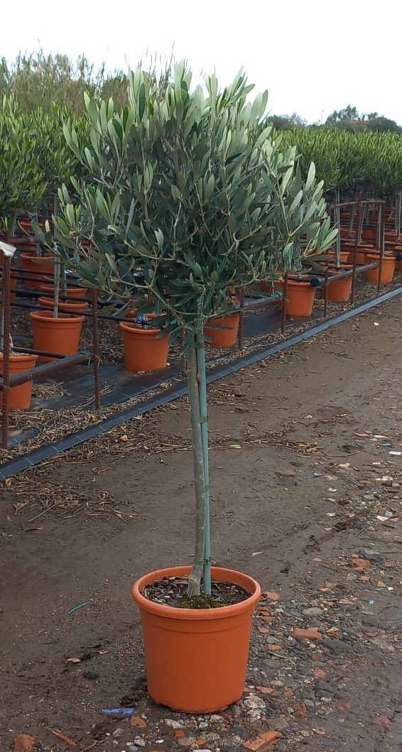 OLEA EUROPAEA C21, D 21