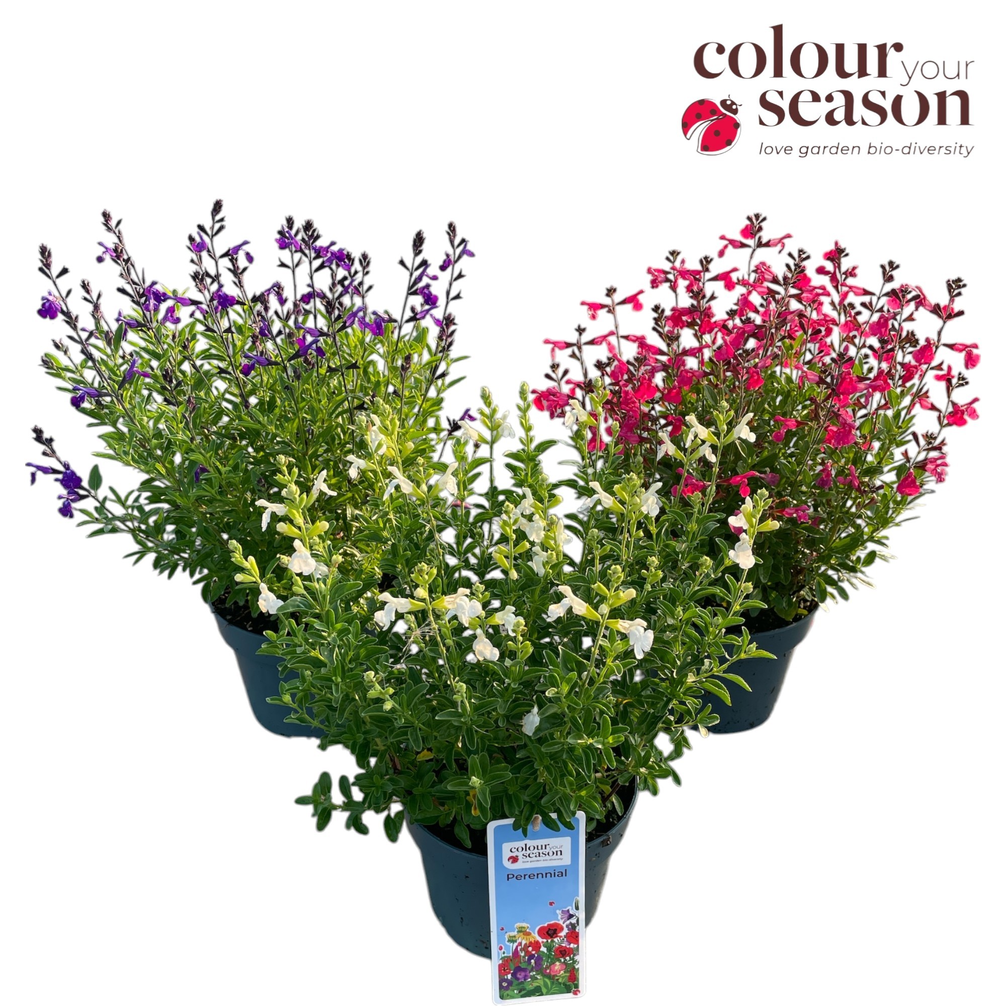 Salvia greggii P19, D 19