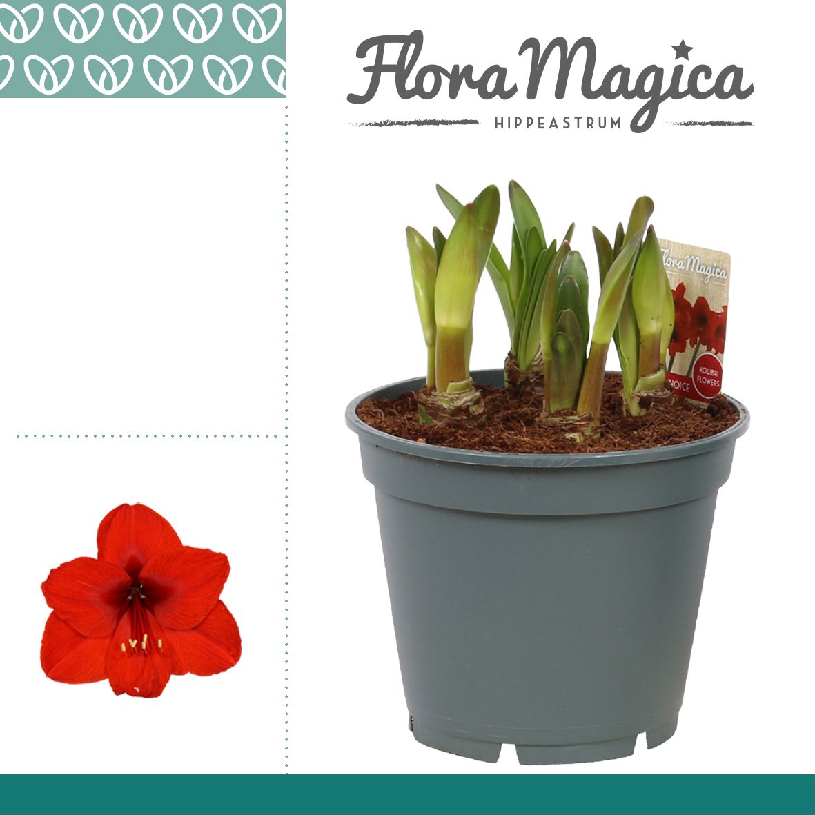 Amaryllis Multiflora Royal Red 6/7 Steel, D 17