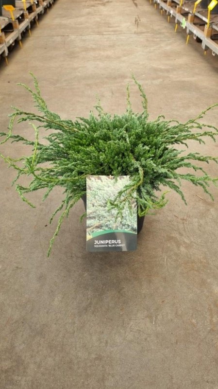 Juniperus squamata 'Blue Carpet', D 29