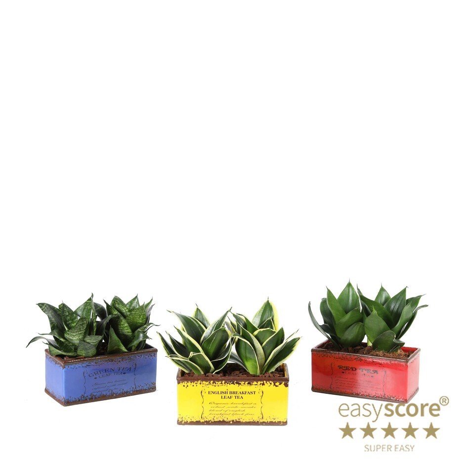 SANSEVIERIA MIX 30920102 Tea time db, D 10
