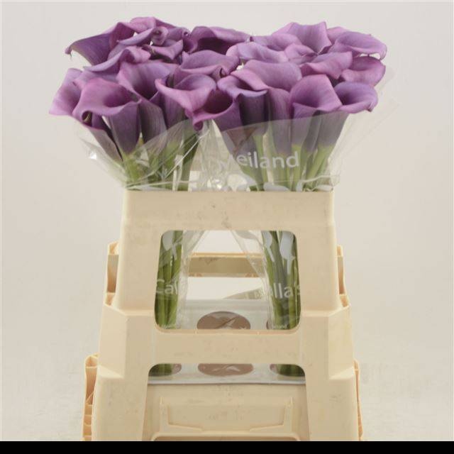 Калла Дурбан 55, шт.