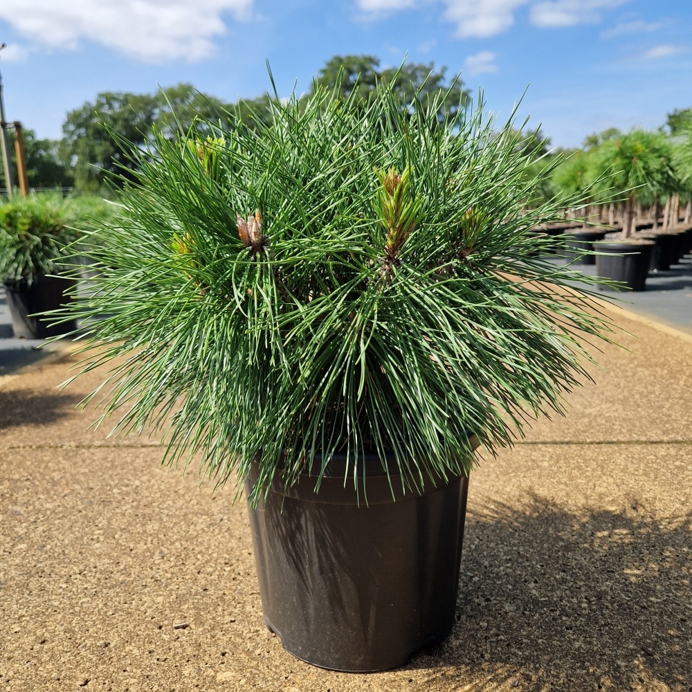 Pinus nigra 'Brepo'®, D 26 cm
