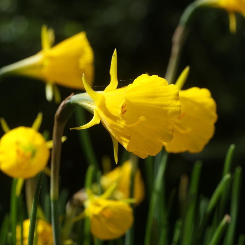 NARCISSUS BULBOCODIUM 'OXFORD GOLD', D 11