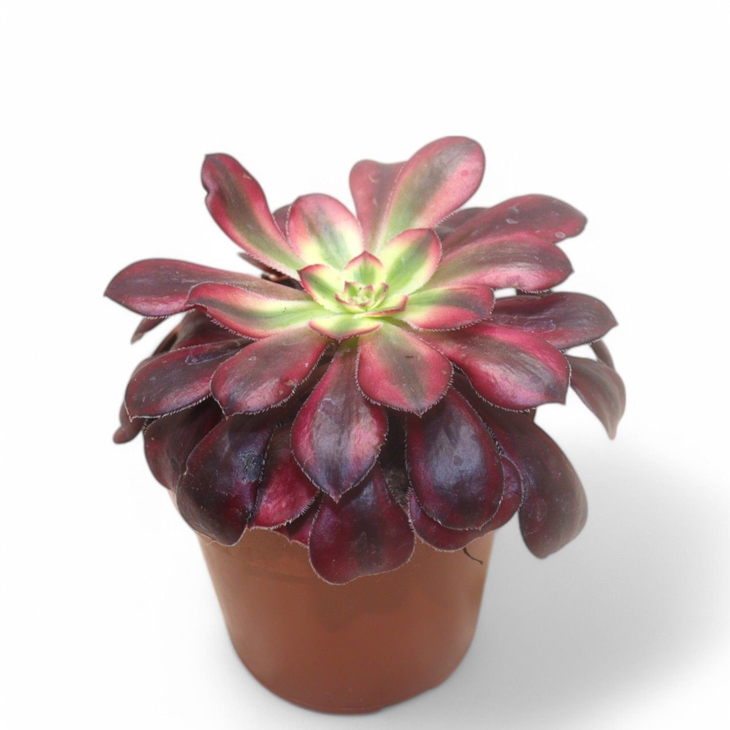 Aeonium Medusa, D 12